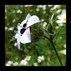 gilia tricolor - bird's eye or tricolor gilia gilia tricolor